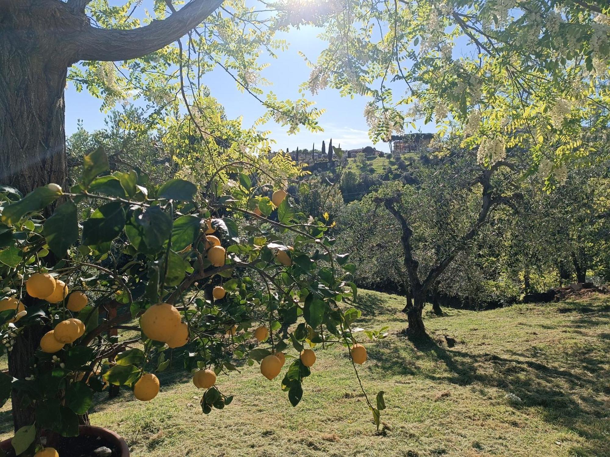 Le Massucce San Casciano in Val di Pesa Bagian luar foto
